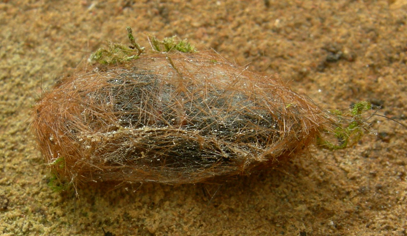 bozzolo:Phragmatobia fuliginosa/Spilosoma lubricipeda (TN)